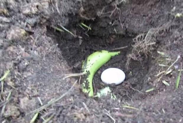 En ok Muz Yetitiricilerinin Tercih Ettii Yntem Bu!<br>    En ok muz yetitiricilerinin tercih ettii yntem olan topraa yumurta gmmek, bitkilerin gerekli olan minerali almalarna yarar.