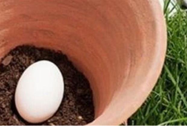 Sakslarnzn dibine yumurta koyarak bir mucizeye sebep olabilirsiniz, nasl m?