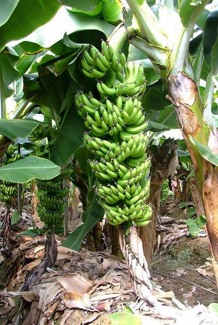 Minarelleri Barndryor  <br>  Tropikal ortamlarda yetien muz A, C, E, K, B6 vitaminleri ve inko, potasyum, kalsiyum, demir, magnezyum, fosfor ve manganez gibi minarelleri barndryor.