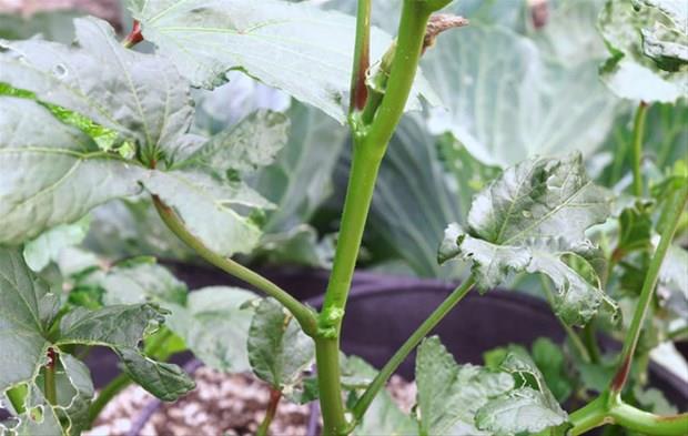 Bahe ile uramann rahatlatc etkisi olsa da, bu huzur veren aktivitenin zorluklar da yok deil. Mesela zenle ektiiniz bitkiler, ezilebilir ya da bitkilerin dallar krlabilir.