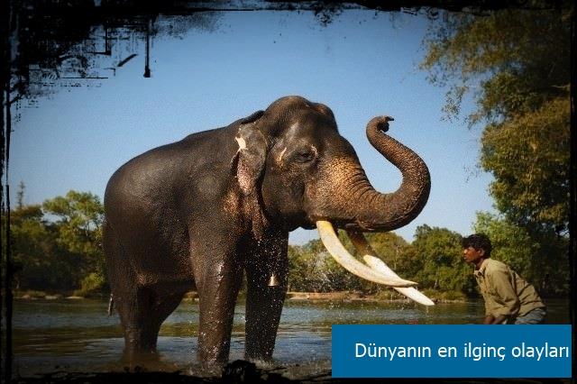 Hindistan'n Assam eyaletinde pirin biras iip sarho olan 12 fil 3 kiiyi ezerek ldrd 2 kiiyi de yaralad. Resmi rakamlara gre Assam eyaletinde son 5 ylda filler en az 150 kiiyi ezerek ldrd.