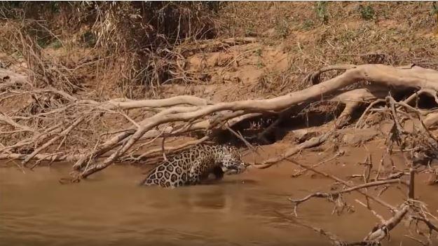 Bir jaguar ve su belkide sandnz kadar olaand bir durum deildir. Onlar kesinlikle Brezilya'nn en sucul byk kedileri yle ki fotorafta grdnz avna doru giden bir jaguar ve rman karsna geiyor. Ancak jaguarlarn sizi akna evirecek zellii su da yzmeleri deil. Biraz sonra suyun iinden bir timsaha nasl sinsice yaklap onu avladn greceksiniz.