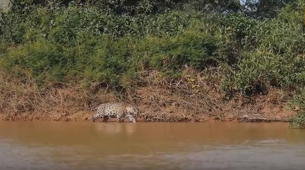 Jaguar sahil kenarndan sinsice avn aryor