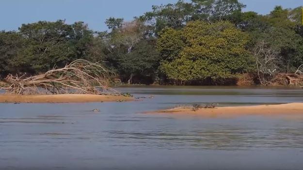 Suyun iine dalan jaguar yavaa ve sinsice timsaha yaklayor...