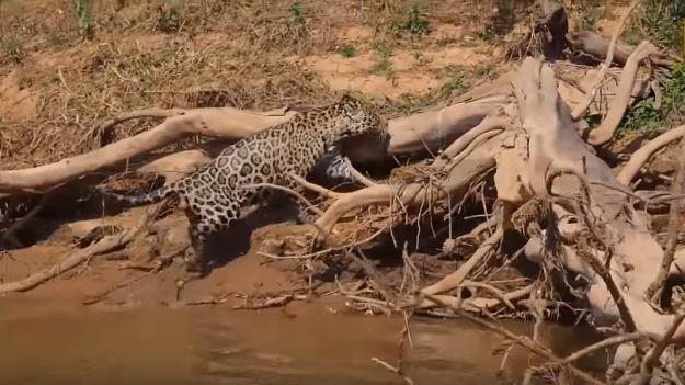 Jaguarlar avlanma konusunda inanlmaz sinsi hareket ediyor. Su iinde avna yaklarken ve onu gzlemlerken olabildiince az ses karmaya dikkat ediyor. te yandan sahil kenarlar jaguarlar iinde olduka mkemmel bir kamuflaj imkan salyor. te national geographic tarafndan kaydedilen bu grntlerde jaguar gzne kestirdii timsah tek hamlede nasl avlyor...