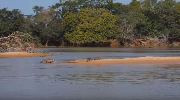 Ve avc olan timsah bakn jaguara nasl tek hamlede av oluyor