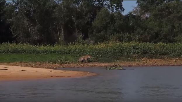 Jaguar avn gzne kestiriyor..