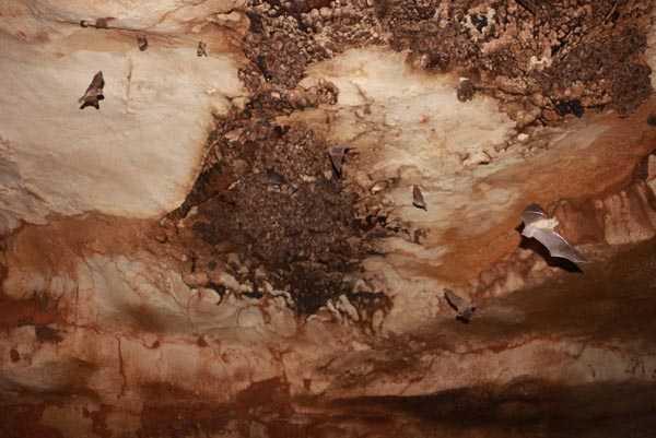 Binlerce yarasann bulunduu maarann zemin ksmnda ise akarsu ile yarasa gbreleri bulunuyor. Maara civarnda faaliyet gsteren mermer ocaklarnda patlatlan dinamitler ve i makinelerinden dolay maarann hasar grebilecei belirtilerek, bir an nce maarann koruma altna alnmas gerektii vurguland.