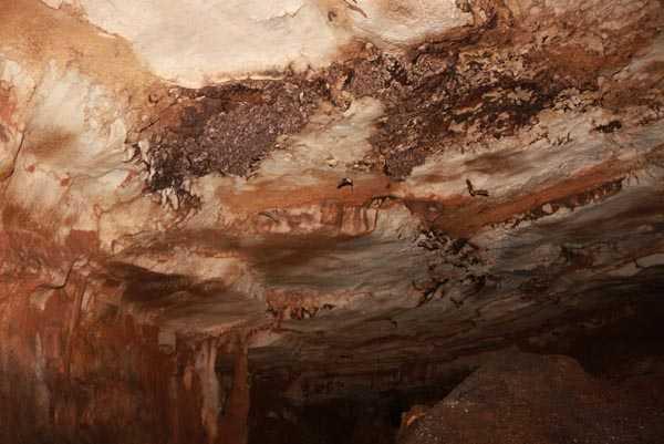 Kefettikleri maarann turizm asndan olduka byk bir neme sahip olabileceini, yarasa gbrelerinin de tarm, enerji, kozmetik ve savunma sanayinde kullanlabileceini belirten Zeki Doru, &#8220;Maaray arkadamla beraber kefettik zaten bilinen bir maarayd. Hem turizm asndan kocaman, ok geni, derin bir maara.