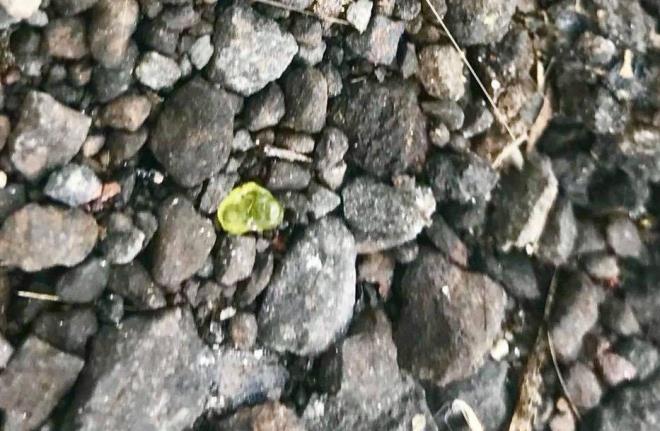 Yanardada meydana gelen patlamalar sonucu gkyznden yeil renkli olivin talar da yad.