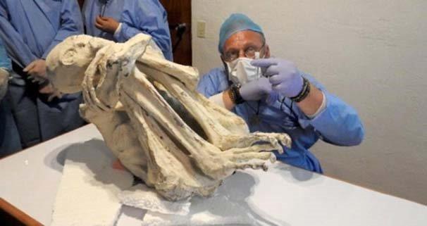 Steve Mera, Peru'da bulunan,  parmakl el ve ayaklar ile dikkat eken mumya hakknda arpc aklamalarda bulunarak cesedin yeni bir insan trne ait olabileceini iddia etti.