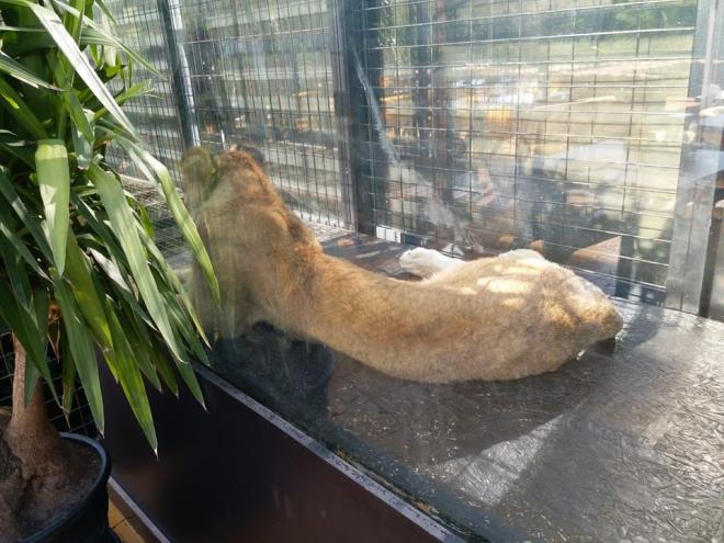 Yaplan incelemede ad geen yerin, turizm ruhsatl hayvanat bahesi ve rehabilitasyon merkezi olarak faaliyet yrtt belirlendi.