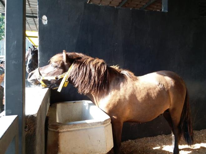 letmede aslann yan sra; atlarn, kularn, papaanlarn ve timsahn da olduu ve gerekli belgelerinin de bulunduu renildi.