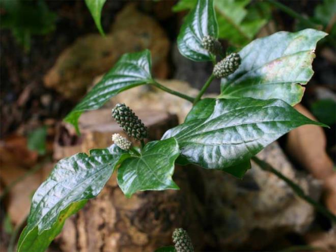 DARI FLFL  <p>  zellikle k aylarnda yaanan enfeksiyon hastalklarna kar vcudun direncini artrr. Azda sakz gibi inerseniz hem az kokusunu engeller hem de di saln korur.