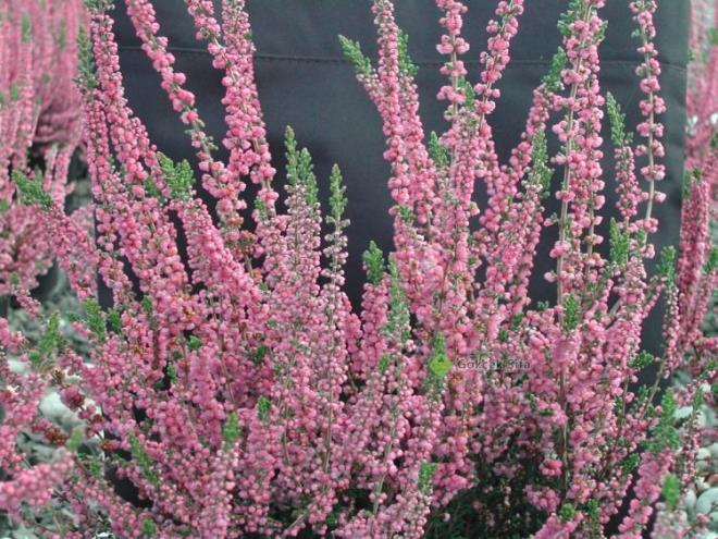 FUNDA YAPRAI<p>    - Kan temizler.<p>    - Ary keser.<p>    - demi atar.<p>    - Zayflamak iin yararldr.    <p>- Kaslar glendirir.    - drar sktrr.