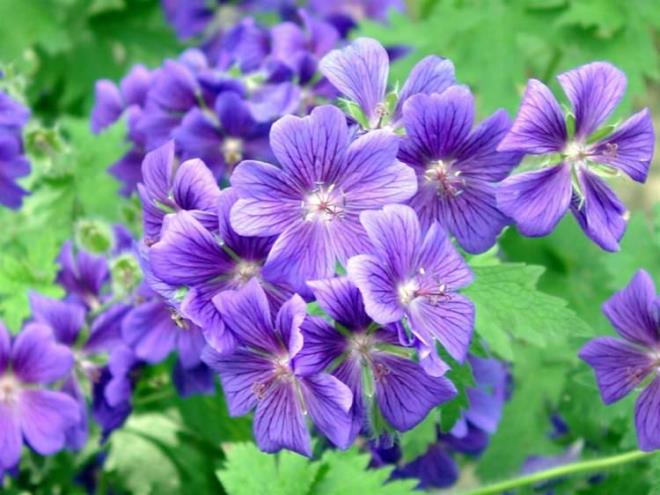 CEZAYR MENEKES<p>    Besin deeri yksek topraklarda yetien bu bitkinin en belirgin zellii mikrop ldrc olmasdr. Sinir ssiteminin hasar uram hcrelerini yenileyerek stres ve sinirlilik gibi rahatszlklarn riskini nler.