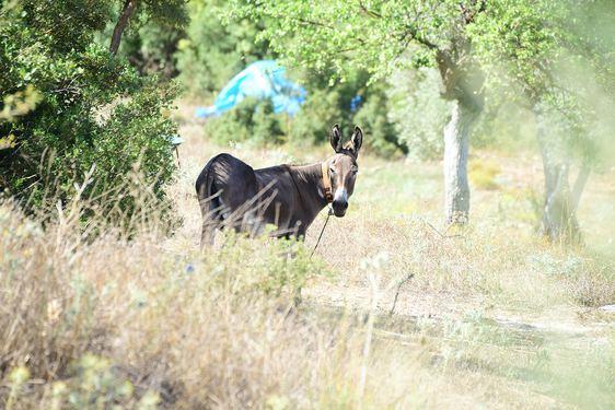 &#8220;Cep telefonu da dahil olmak zere hibir teknolojik alet kullanmyorum. Tek elencem atmla ky kahvesine gidip okey oynamak. Be kpeim, bir at ve eeim var. iftliimde mutluyum. Temizliimi bile kendim yapyorum. Btn gn alvar ve terlikle dolayorum. Keke bu hayat daha nce seseydim.&#8221;