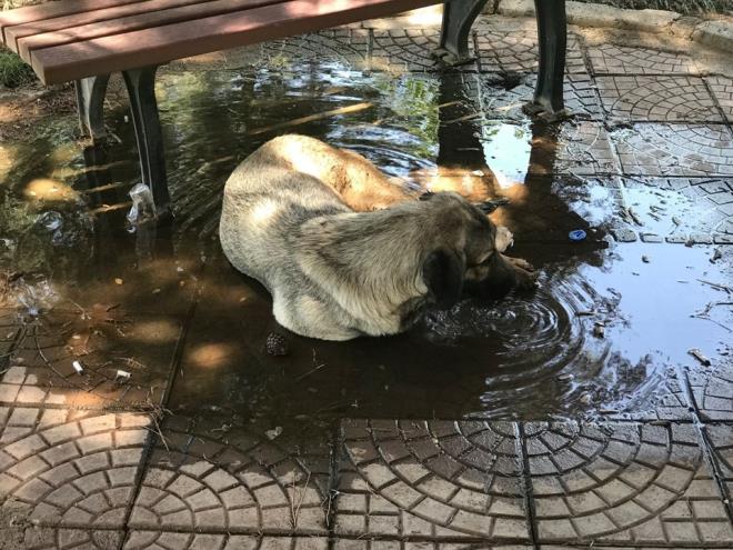 Scak havadan bunalan birok hayvann glgelik ve su birikintilerinde serinlemeye alt grlyor.