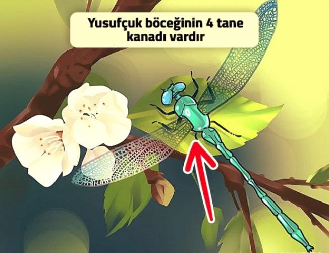 Yusufuk bceinin 2 kanatl olarak resmedilmesi.