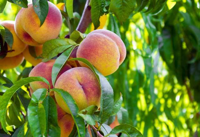 le Yemei: 1 adet eftali 1 kase yasz yourt 1 porsiyon fileto zgara tavuk gs.