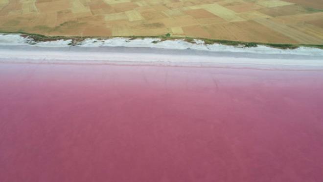 Alglarn besin zincirinde nem bir yeri olmas nedeniyle Tuz Gl, dnyada flamingolarn kulukaya yatt en nemli sulak alanlardan birisi durumunda.