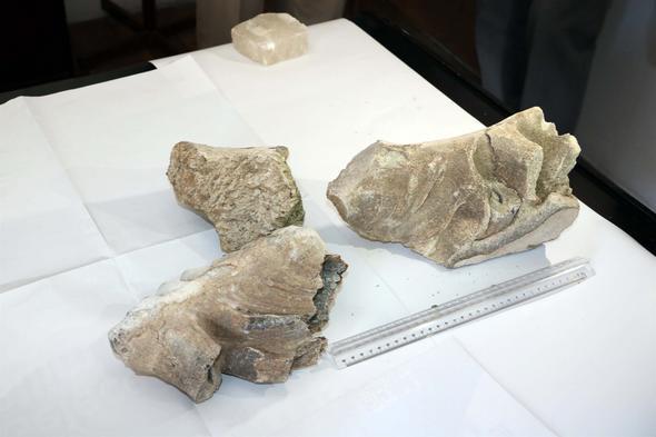 Yozgat'n efaatli ilesinde, tarlasn ileyen bir ifti, yaklak 8 milyon yllk mamuta ait olduu deerlendirilen ene kemii fosili buldu.