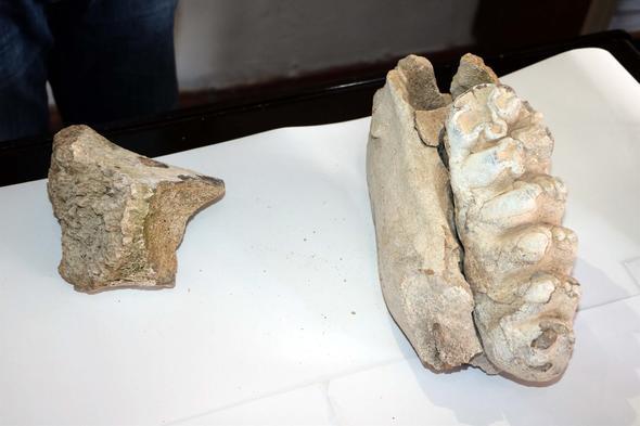 "Artk mamutun iskeleti tamamen talam ve fosil haline gelmi. Bu di parasyla ilgili gerekli incelemeleri Ankara niversitesi ve Ahi Evran niversitesindeki hocalarmza gsterme imkanmz olacak. Bundan sonra Yozgat blgesinde antik dnemde yaam hayvanlarla ilgili alma yaplmasn umuyoruz. Fosiller birok mzede sergilenen eserlerimizden. Trkiye&#8217;deki deiik mzelerde sergilenen ok byk boyuttaki antik mamut, balina, dinazor trlerinin iskeletleri ziyaret potansiyeli asndan ok nem tayor. nmzdeki sre ierisinde efaatli ilemizde bulunan mamut veya fil diiyle ilgili almalar gelitireceiz."