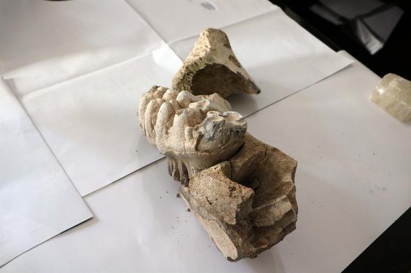 Kentin deiik yerlerinde daha nce birka fosil bulunduunu ancak bir mamut veya file ait olduu dnlen bir buluntuya rastlamadklarn belirten enyurt, "Yozgat&#8217;n fosil yataklar asndan ok zengin olduu biliniyor. Ancak son 3 ylda fosiller konusunda Yozgat'ta bir alma yaplmaya baland. Ahi Evran niversitesinden Do. Dr. Cem Erkman hocamz Yozgat'taki omurgasz fosil yataklaryla ilgili almalarn srdryor.