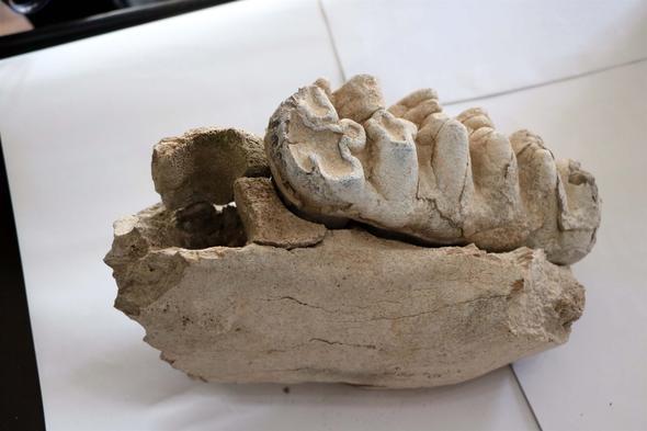 Fosili tarlasnda bulan ifti Alper Dnceli de tarlasn ilerken pullua bir tan takldn anlatt.