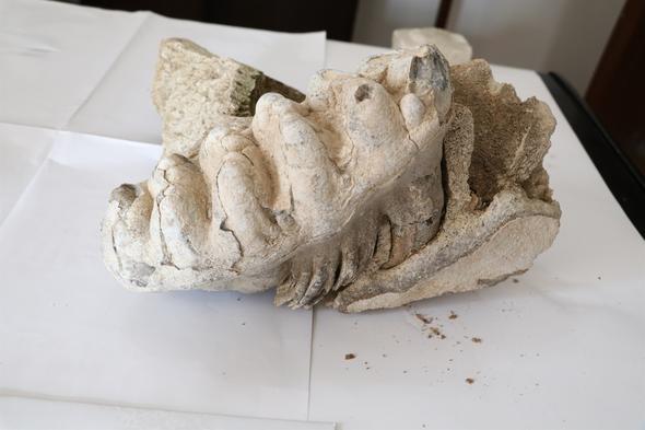 Ta incelediinde di yapsn fark ettiini ifade eden Dnceli, "Ben de ilgili kurum olarak bu fosili mze mdrlmze teslim ettim. Onlar da gerekli almalar yapyor." dedi.