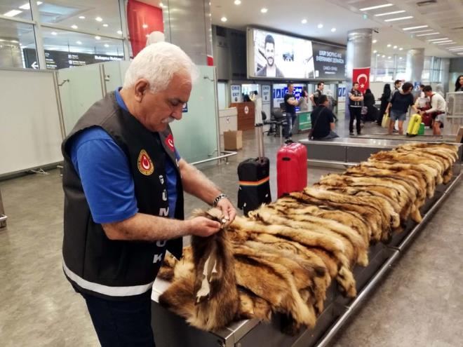 Tarifeli uakla Rusya'dan Atatrk Havaliman'na gelen inli yolcunun teslim almad valizinde, 40 kaak tilki krk ele geirildi.