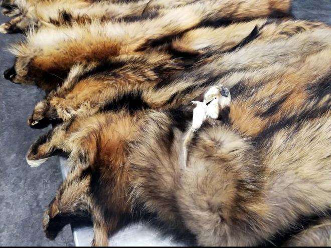 alizini teslim almak isteyen F.T'yi takip eden gmrk muhafaza ekipleri, pheliyi gzaltna ald.