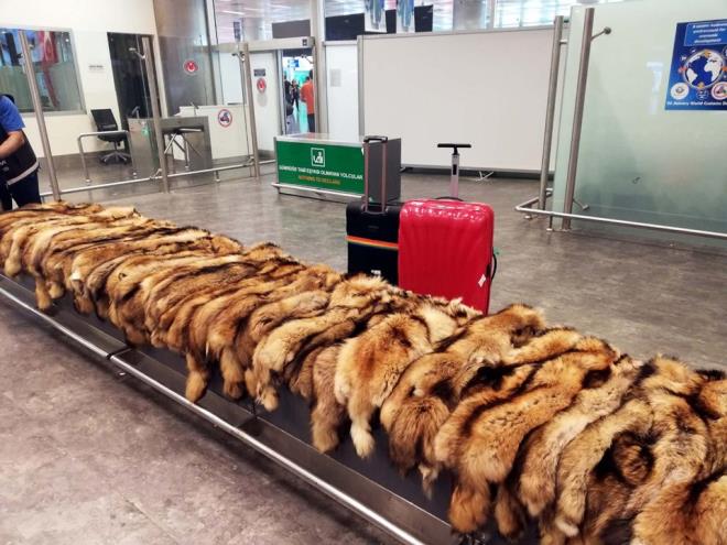 Havalimannda valizinin kaybolduunu beyan eden inli yolcu F.T, bir gn sonra zel yer hizmeti irketine ait depoya geldi. V