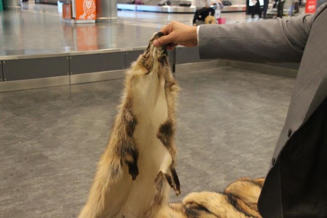 Piyasa deeri yaklak 50 bin lira olan 40 tilki krkne tutanakla el konuldu.