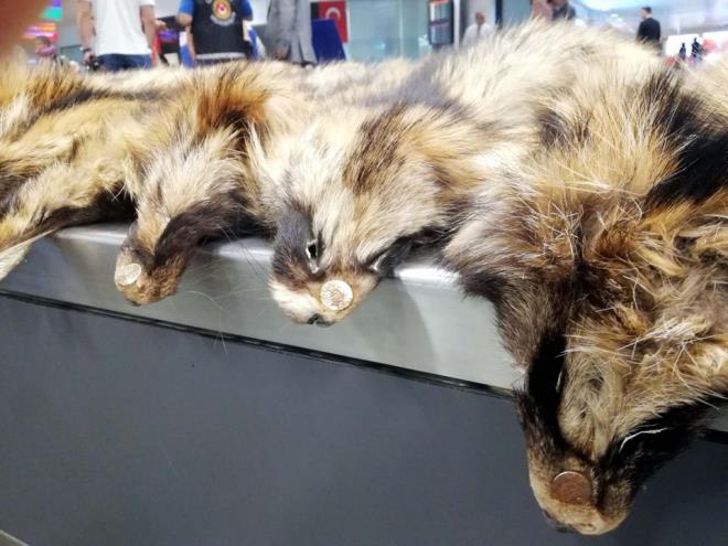 Hakknda ilem yaplan F.T, para cezasna arptrld. pheli, adliyeye sevk edildi.