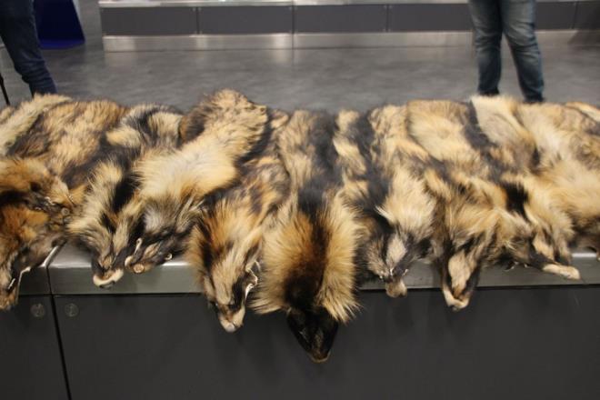 Gmrk Muhafaza Mdrl ekipleri, teslim alnmayan sahipsiz bagajlar X-Ray cihazyla kontrol ettii srada F.T'nin valizinde yurda girii izne tabi olan tilki krklerinin bulunduunu tespit etti.