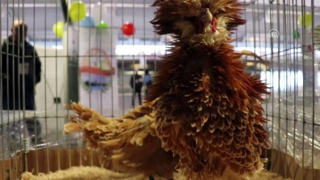 Dernek yeleri ss tavuklarn ak artrma usul dier illerde dzenlenecek organizasyonlarla sata sunacaklarn dile getirdi.