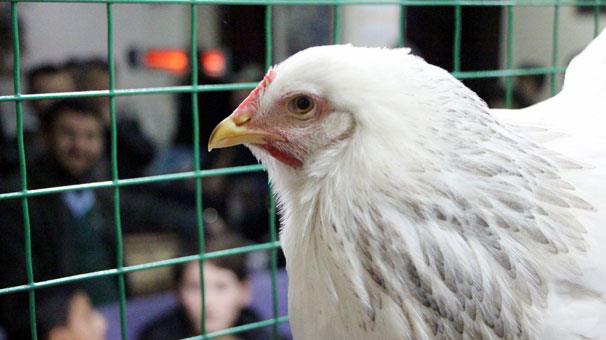 Zonguldak&#8217;n Ereli ilesinde sata sunulan tavuklar kuzu fiyatna alc buldu. Baz tavuklar 800 TL&#8217;den satld. Kdz. Ereli Ss Tavuklar ve Bahe Hayvanlar Yetitiricileri Dernei tarafndan dzenlenen ss tavuklarnn ak artrm ile satna Trkiye&#8217;nin birok ilinden ve derneklerinden katlm saland. Sata sunulan baz tavuklarn fiyatlar ise bir kuzunun fiyatndan daha fazla. Hobi olarak ss tavuklar yetitiren dernek yeleri bu etkinlikle tavuklarn alclara sergiledi.