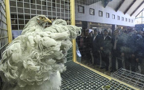 &#8220;Bizde Dzce&#8217;den geliyoruz. Dzce Ss Tavuklar ve Kmes Hayvanlar Dernei Bakanym. ou arkadamz tavukuluk sayesinde tandk. Bu dernein her ilde olmas lazm, ama dostluk arkadalk tabi ss tavuklarn iyi yerlere getirmek iin elimizden geleni yapyoruz. Bu kmes yapm olur, hayvan geliimi olur, rklarn oalmas olur. Ss tavuuna ne gerek var diyenler olabilir ama ss tavuu beslenmesi, grlmesi lazm olan bir hayvan. Biz severek yapyoruz, aa yukar 100&#8217;e yakn rk besliyoruz. 10.00 Biz gelecee hobi brakmak amacyla bu ii yapyoruz. ocuklarmz zamanlarn kt eylerle geireceklerine bahede 2 tane tavukla uramalar iin elimizden geleni yapyoruz. Ticaret boyutuna gelince, dardan ok basit geliyor ama asgari creti 1800 lira baz alrsak, bizim iki tane hayvanmz o deerdedir. Ben iki tane hayvana baktmda 30 gn alan bir iinin ald paray alyorum. Ama bununda getirisi bize kolay deil. Hayvan kulukadan kardktan sonra yemi, ilac, bakm, hastal bize baya bir maliyeti var."