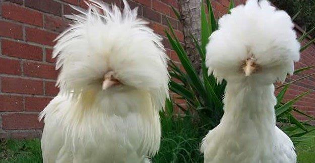 &#8220;Dzce&#8217;den geliyoruz. Yaklak olarak 10 seneden beri bu iin ierisindeyiz. Bu ie girdiimizden beri deerli abilerimiz, kardelerimiz srekli bir araya geliyoruz, tartyoruz, muhabbet ediyoruz. Son 4 senedir Trkiye genelinde ok byk bir art var, zellikle ss tavuklar kategorisinde. Bunlara kar insanlarn byk ilgisi var. erisinde tavuk sevgisi olanlar ve imkn olanlar bizim sektrmze ilgi duyuyorlar.&#8221;