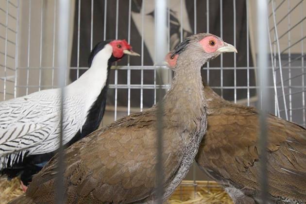 &#8220;Bizde Dzce&#8217;den geliyoruz. Dzce Ss Tavuklar ve Kmes Hayvanlar Dernei Bakanym. ou arkadamz tavukuluk sayesinde tandk. Bu dernein her ilde olmas lazm, ama dostluk arkadalk tabi ss tavuklarn iyi yerlere getirmek iin elimizden geleni yapyoruz. Bu kmes yapm olur, hayvan geliimi olur, rklarn oalmas olur. Ss tavuuna ne gerek var diyenler olabilir ama ss tavuu beslenmesi, grlmesi lazm olan bir hayvan. Biz severek yapyoruz, aa yukar 100&#8217;e yakn rk besliyoruz. 10.00 Biz gelecee hobi brakmak amacyla bu ii yapyoruz. ocuklarmz zamanlarn kt eylerle geireceklerine bahede 2 tane tavukla uramalar iin elimizden geleni yapyoruz. Ticaret boyutuna gelince, dardan ok basit geliyor ama asgari creti 1800 lira baz alrsak, bizim iki tane hayvanmz o deerdedir. Ben iki tane hayvana baktmda 30 gn alan bir iinin ald paray alyorum. Ama bununda getirisi bize kolay deil. Hayvan kulukadan kardktan sonra yemi, ilac, bakm, hastal bize baya bir maliyeti var."