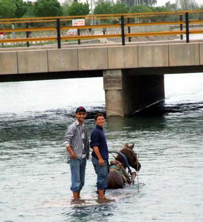 Adana'da at arabasnn zerindeki amuru ykamak iin sulama kanalnda gezinti