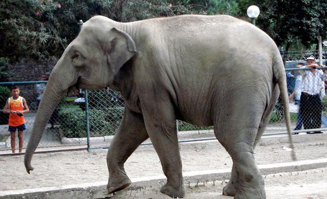 Hayvan bakcs Bahattin zataman, zmir'in sembollerinden saylan ve 7 yl nce yaamn yitiren fil Pak Bahadr' unutmad. zataman, 28 yl bakmn stlendii Pak Bahadr'n yanna gmlmeyi vasiyet etti.