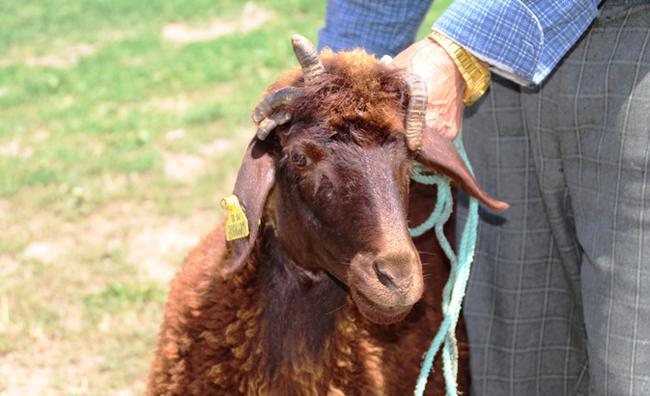 Ar'nn Talay ilesinde bir yl nce doan 5 boynuzlu koyun ilgi ekiyor.