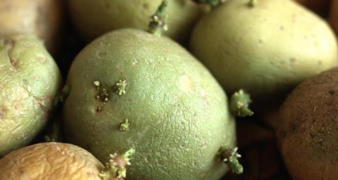 LDRC PATATESLER  Bir balon bal kadar ender rastlanmasa da patates de zehirli olabiliyor. Her ne kadar bize yeil sebzeler yememiz sylense de bu tavsiye patates iin geerli deil. Yeil renkte olan patatesler solanin denilen zehirli ierie sahip olabiliyor. Eer bu tarz patatesten fazlaca tketirseniz kusma ve ba ars ile karlarsnz. Tketilen miktara gre komaya girebilir, hatta lebilirsiniz.