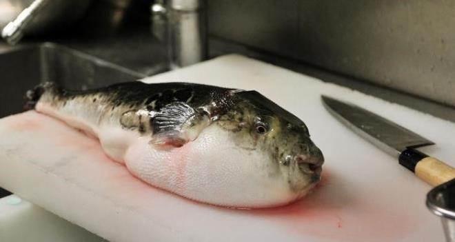 BU BALIK N EHLYET GEREKYOR  Japonca'da ismi "fugu" olan bu balon bal eidi, Japon mutfann en pahal yiyeceklerinden. Baln karacieri, barsaklar ve yumurtalklar tetrodotoksin ad verilen lmcl bir madde ieriyor. Sadece bunun iin zel bir ehliyete sahip olanlarn bu bal hazrlamasna izin veriliyor.