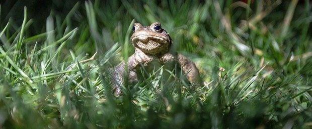KURBAA VIRAKLADIKTAN SONRA YENMEL  Trke'de peri kurbaas olarak bilinen ve Afrika'da yaayan bu tr yemek istiyorsanz, vraklamaya balayp iftlemeden nce ldrmemek gerekiyor. Yoksa lmcl bir bbrek yetmezliine neden olabilir.