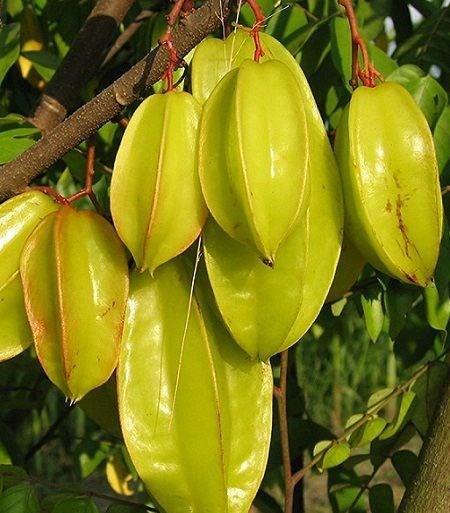 Yiyebileceimiz o kadar yiyecek varken zehirli olanlar sememiz biraz garip bir tercih gibi grnebilir. Bazlarmz bunu bilmeden yapyor, ancak baz yiyecekleri bu kadar lezzetli yapan da bu zehirleri oluyor.