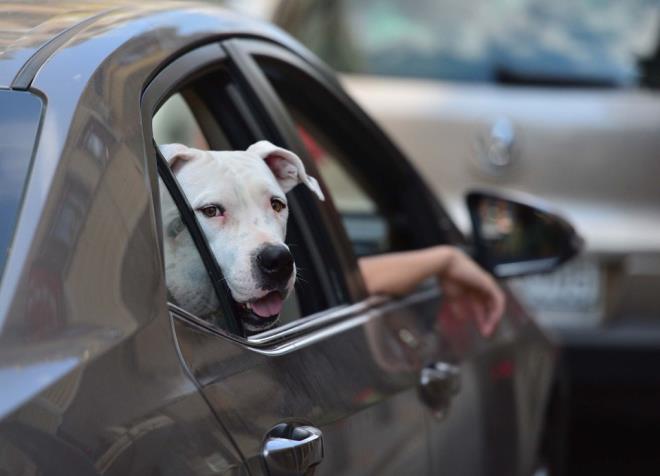Srcler trafik polisleri ve zel gvenlik grevlilerince ynlendirilerek iskelelere gnderildi.