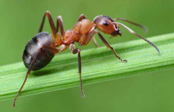 Karncalar mecbur kaldklarnda 2 hafta boyunca suyun altnda hayatn srdrebilir.
